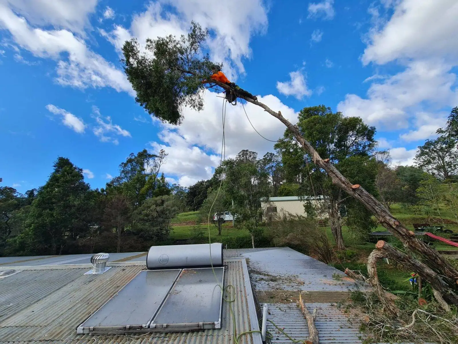 Tweed Coast Tree Surgeons arborist roped high in a leaning gum over a house roof, rigging it down section by section on a difficult-access removal