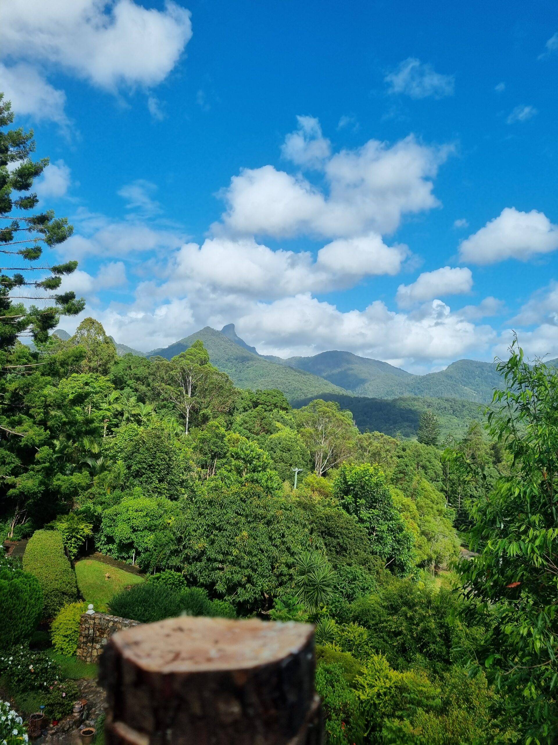 Tweed Coast Tree Surgeons tree removal image gold coast to mt warning